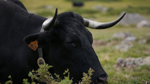 VACA NEGRA PPP
Primer plano de vaca negra