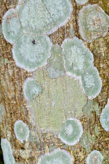 Lichen and moss on the bark of rowanberry  