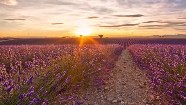 Time lapse of sunset over a field of lavender and two trees