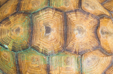 Texture of Sulcata Tortoise carapace