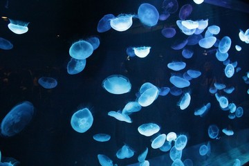 クラゲ 海月