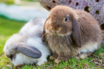 Naklejka premium Cute holland lop rabbits in the garden 