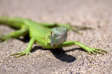 Green Amphibian