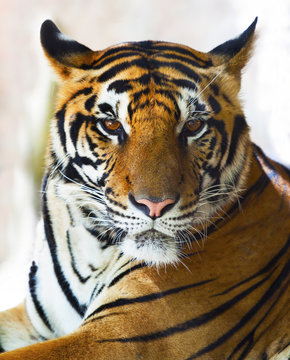 close up face of indo chinese tiger face
