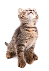 Small gray kitten looking up isolated on white background