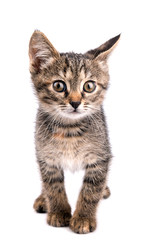 Small gray kitten look at camera isolated on white background