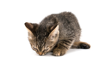 gray tabby kitten looking down on white background