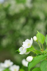 Bluring white apple flowers in spring time with green leaves