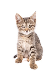 Fototapeta na wymiar Small gray kitten look at camera isolated on white background