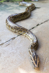 Close up of Boa Constrictor snake.