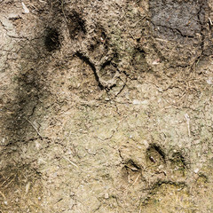 A close up of the footprints of royal bengal tiger on ground.
