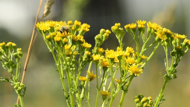 Jakobs-Greiskraut,Senecio jacobaea, Bl&uuml;te der Giftpflanze