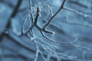hoar on branch, Siberia Russia