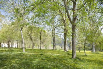 Fototapeta na wymiar green landscape trees