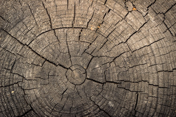 The texture of the tree, saw cut