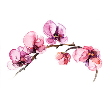 the watercolor flowers orchid isolated on the white background