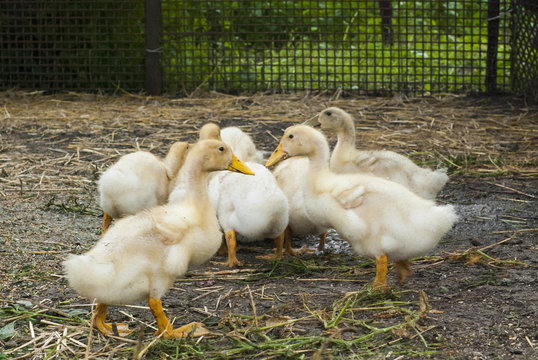 Ducklings on a farm for a walk. Agriculture photo