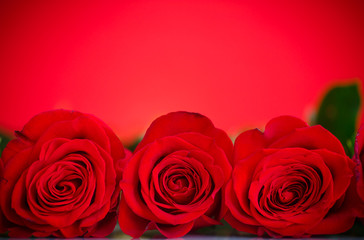beautiful red roses