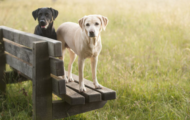 yellow labrador