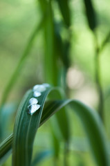 gouttes de pluie sur feuilles de bambou