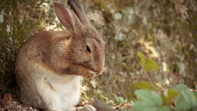A small rabbit rubbing his nose on Ōkunoshima (Rabbit Island), Japan.