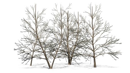 Korean Stewartia trees winter - isolated on white background