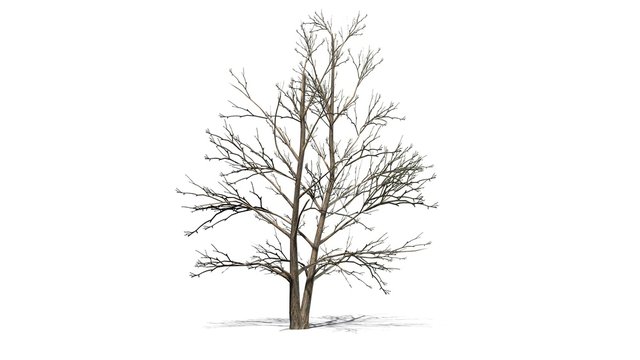 Korean Stewartia tree winter - isolated on white background