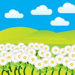 Nature spring daisy flower vector