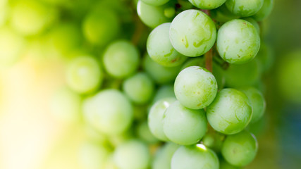 Green grapes macro photo, nice blurred background effect.