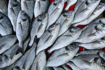 Obraz premium Sea Bream on Fish Market in Istanbul. Turkey 