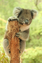 Koala on a tree stump holding look out and looking very cute © Stringer Image