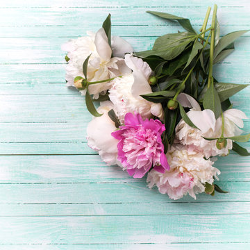 Splendid  white and pink  peonies flowers