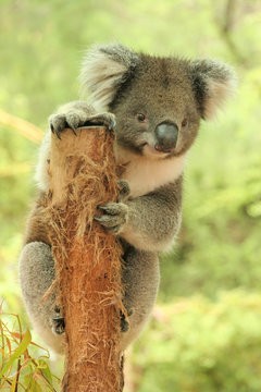 Koala on a tree stump holding look out and looking very cute