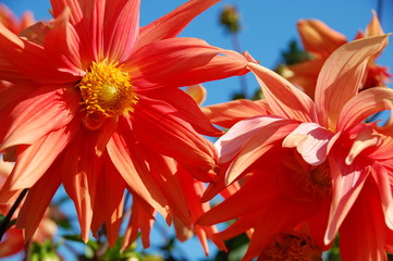 Pink dahlia