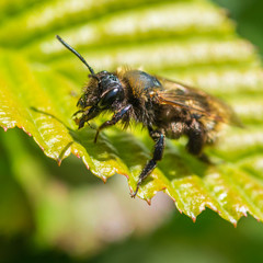 Tawny Mining Bee