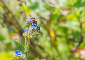 Green Alkanet Collector