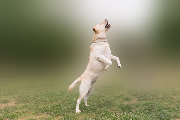 Labrador jumping high.