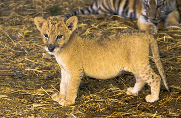 Little lion cub looking at the camera. 