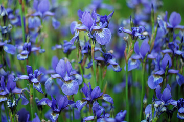 Parterre de fleurs avec iris