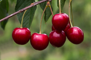 Cherry / Cherry tree in the sunny garden