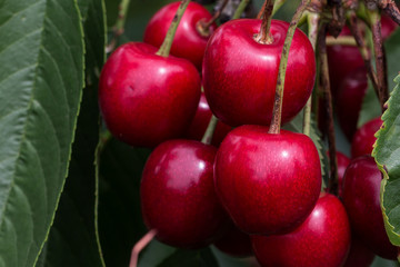 Cherry / Cherry tree in the sunny garden