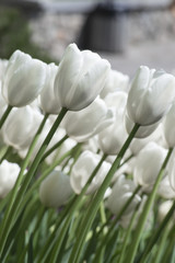 Beautiful white tulips
