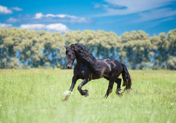 Frisian horse