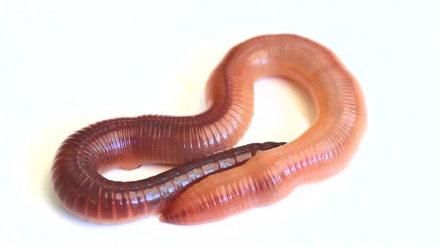 Earthworm on a white background-close up