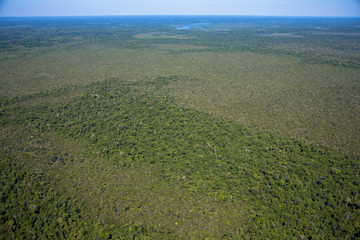 Fototapeta na wymiar アマゾン河岸の森林地帯