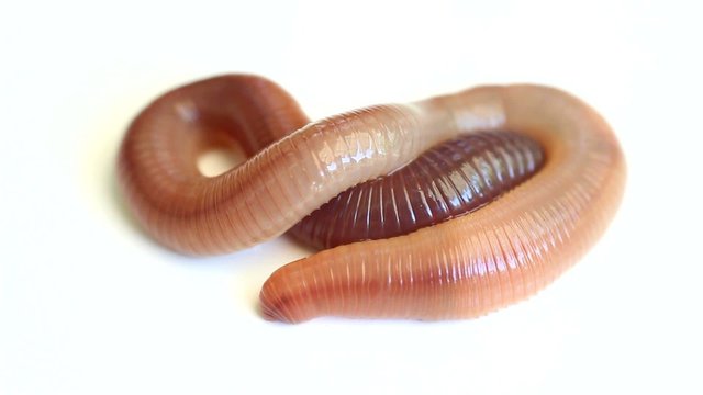 Earthworm on a white background