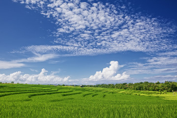 Beautiful sight of Balinese bright green rice growing on tropical terraced fields under blue sky with clouds. Scenic Asian backgrounds and landscapes, nature of Bali island and tourism in Indonesia