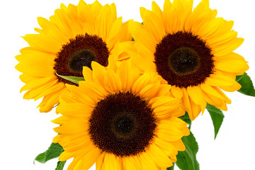 Obraz premium Słonecznik