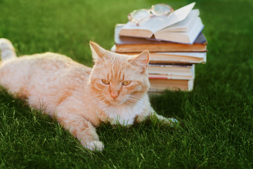Cute cat with book and glasses lying on green meadow, funny pet