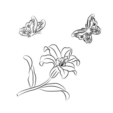Lily   and butterfly sketch.